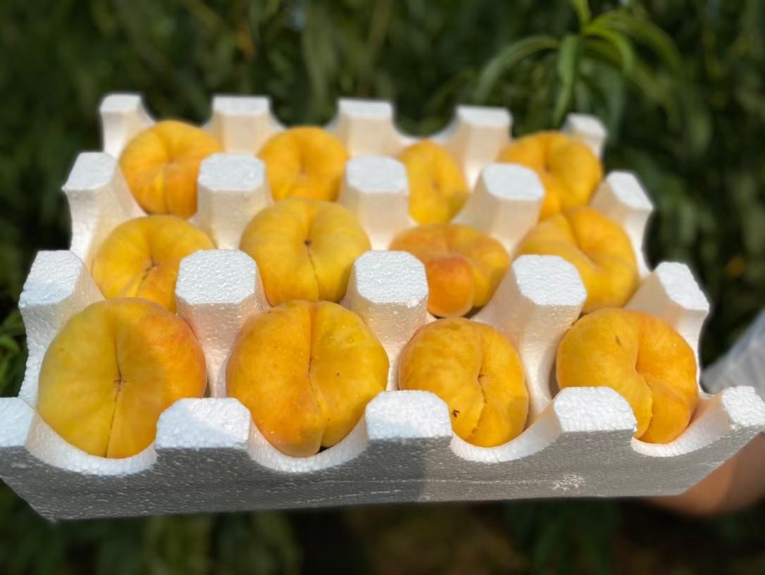 蟠桃与盘桃品种对比总结图