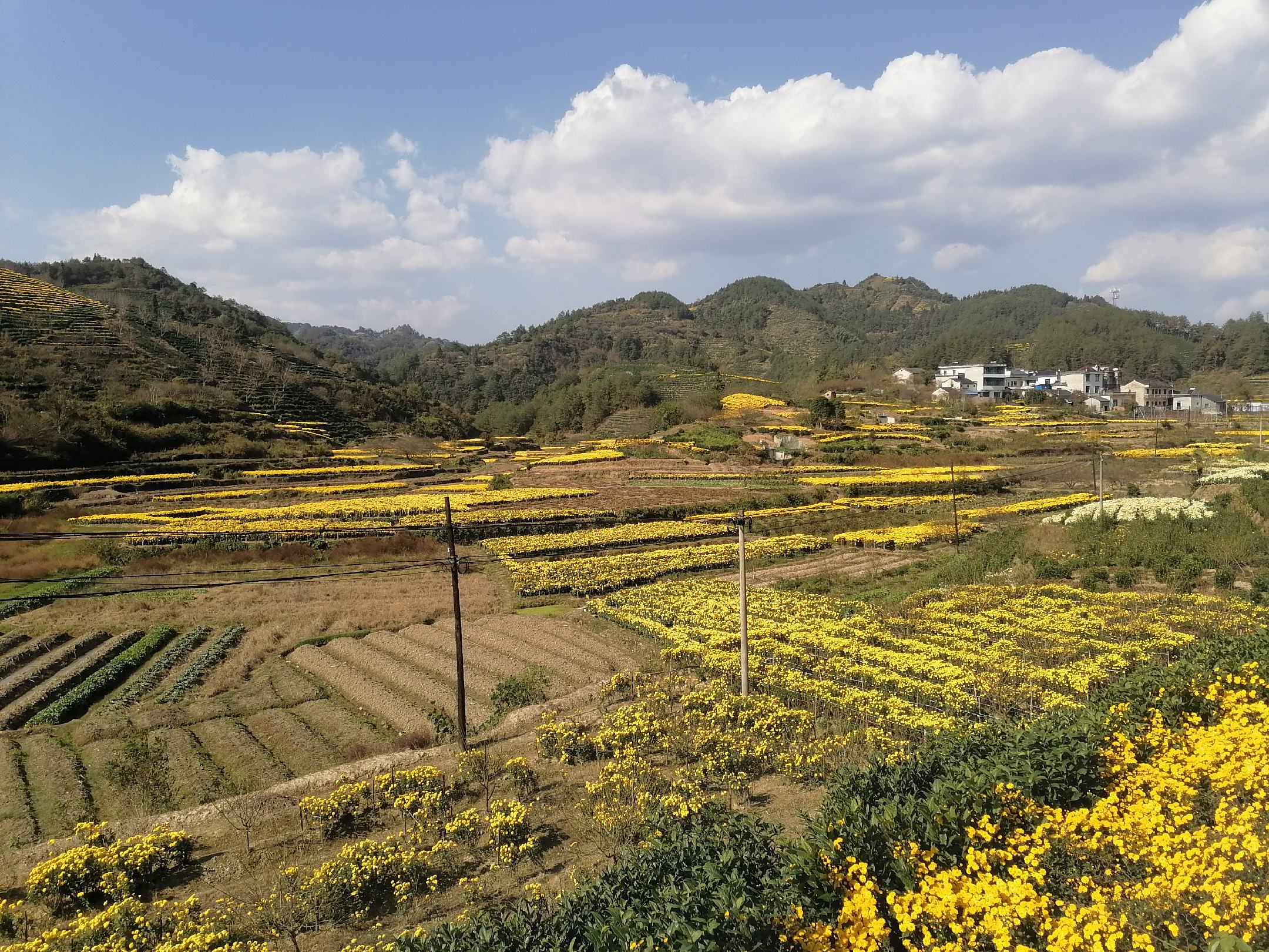 婺源金丝皇菊种植基地航拍图,展现层层叠叠的梯田式种植景观 婺源金丝皇菊种植基地航拍图