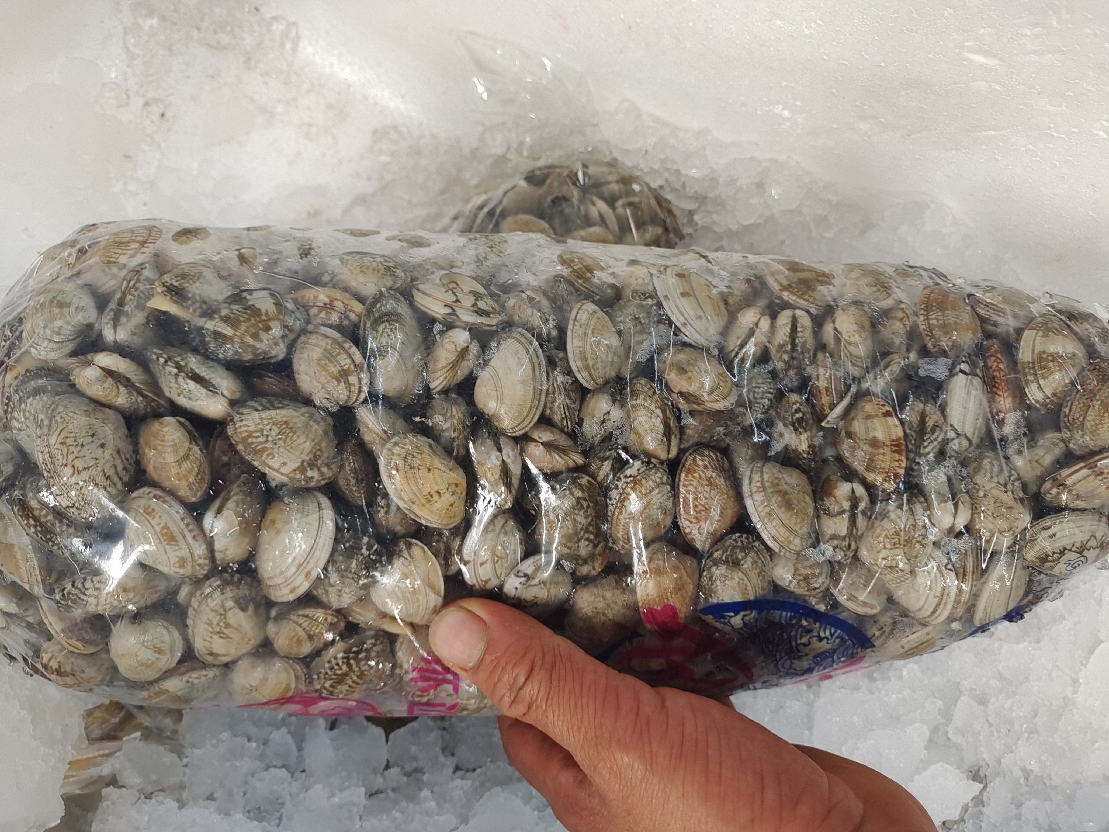透明玻璃碗中平铺着数十只带壳花蛤,底部垫有湿润白色纱布,上方覆盖半湿的棉质毛巾,整体置于家用冰箱冷藏格内;旁边放有喷雾瓶和一小碟食盐,展示日常维护工具 家庭厨房中花蛤冷藏储存实景