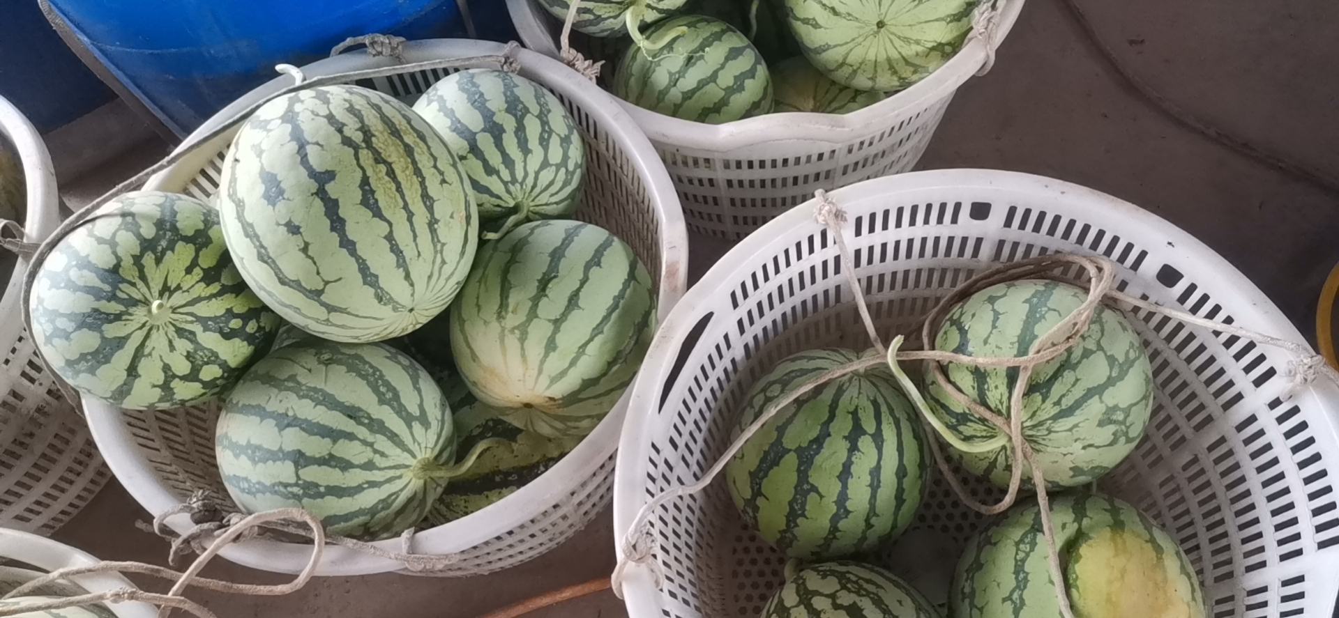 多个新鲜采摘的8424西瓜整齐摆放在田埂边的竹编筐内,瓜体干净无泥,条纹鲜明,部分切开展示内部鲜红果肉,旁边有农户正在分拣包装 成熟采摘期的8424西瓜堆放在田边竹筐中