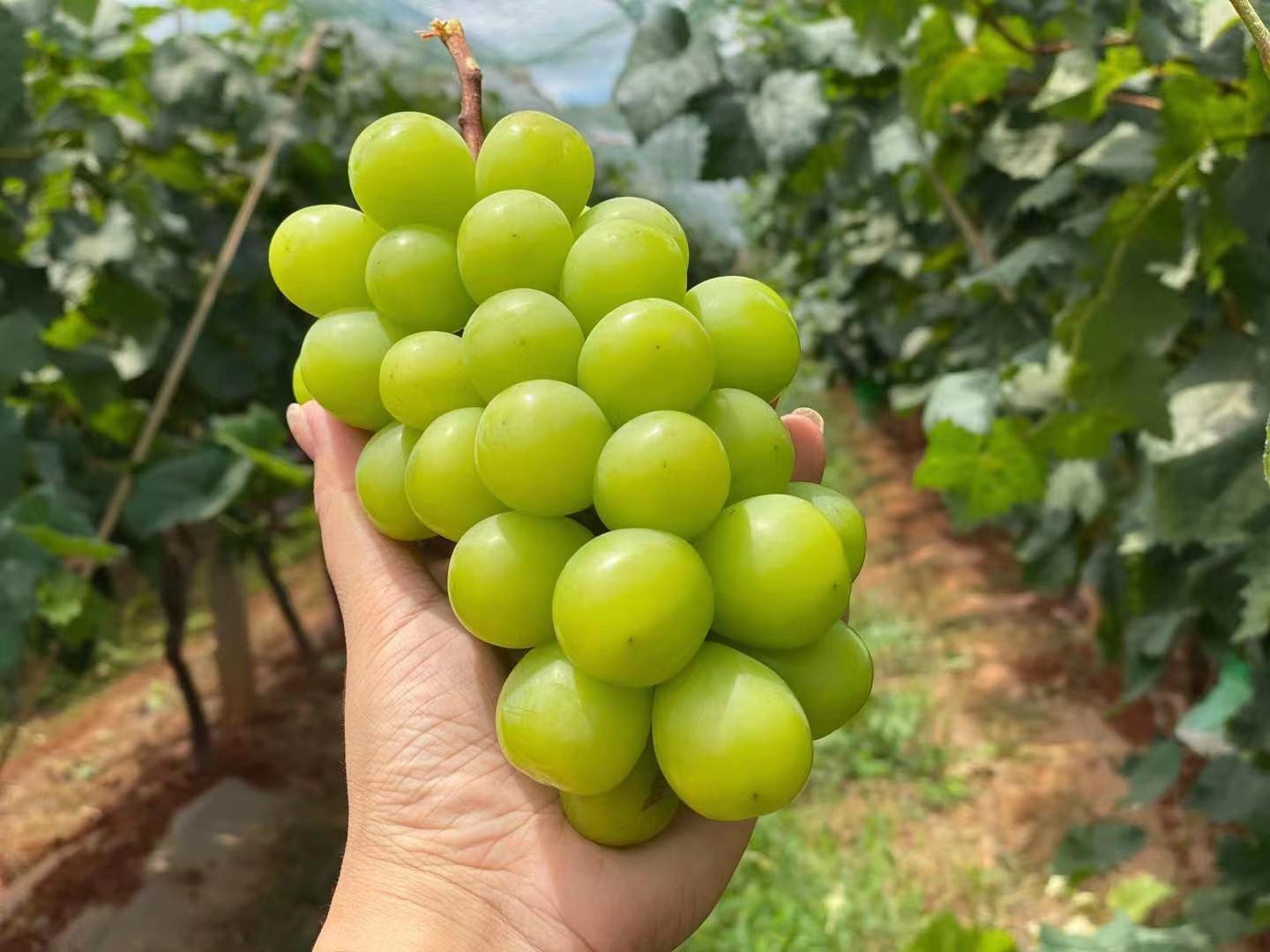 印度青提在中国市场的零售展示