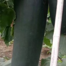 河南优质黑皮吊冬瓜开始上市，各种规格，质优价廉，欢迎来电