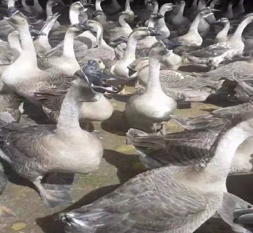 生鲜狮头鹅头特写