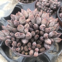 玛丽安水泡窗阳台办公室桌面美趣味小盆栽绿植花卉