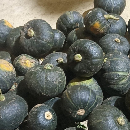 山东德州夏津县贝贝南瓜产地行情