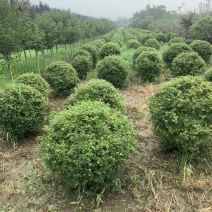 黄刺玫球，黄刺玫苗。黄刺玫球直销，黄刺玫苗。直销。庭院公