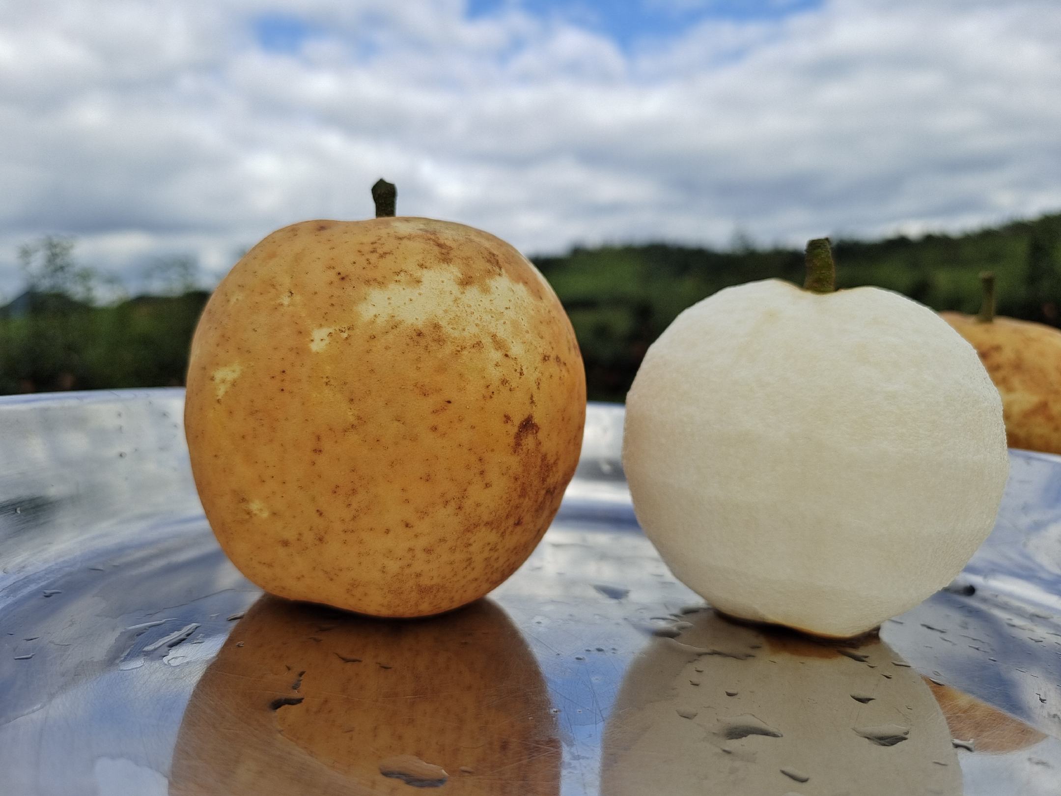 水晶梨果实特写