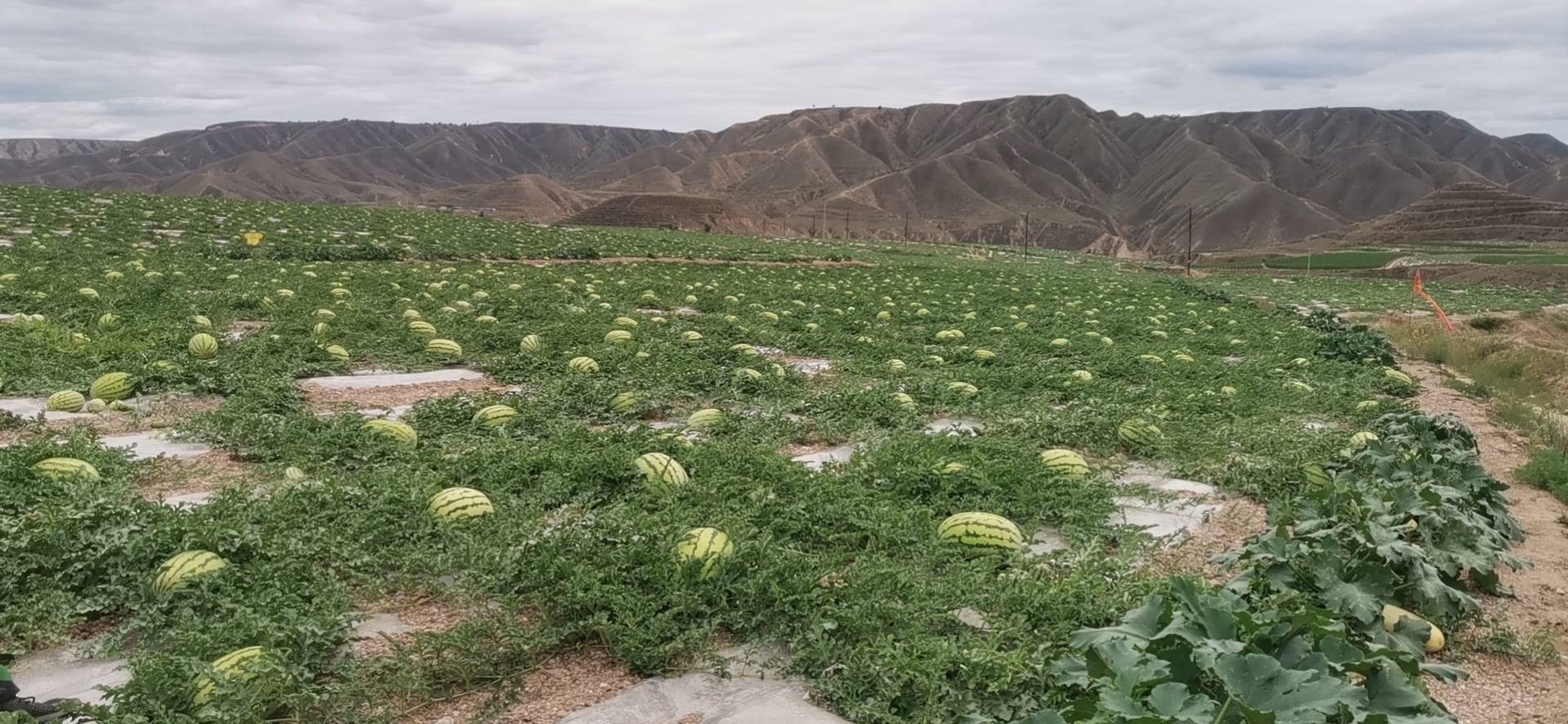 老年黄昌贤在试验田中指导学生