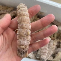 虾爬子。皮皮虾