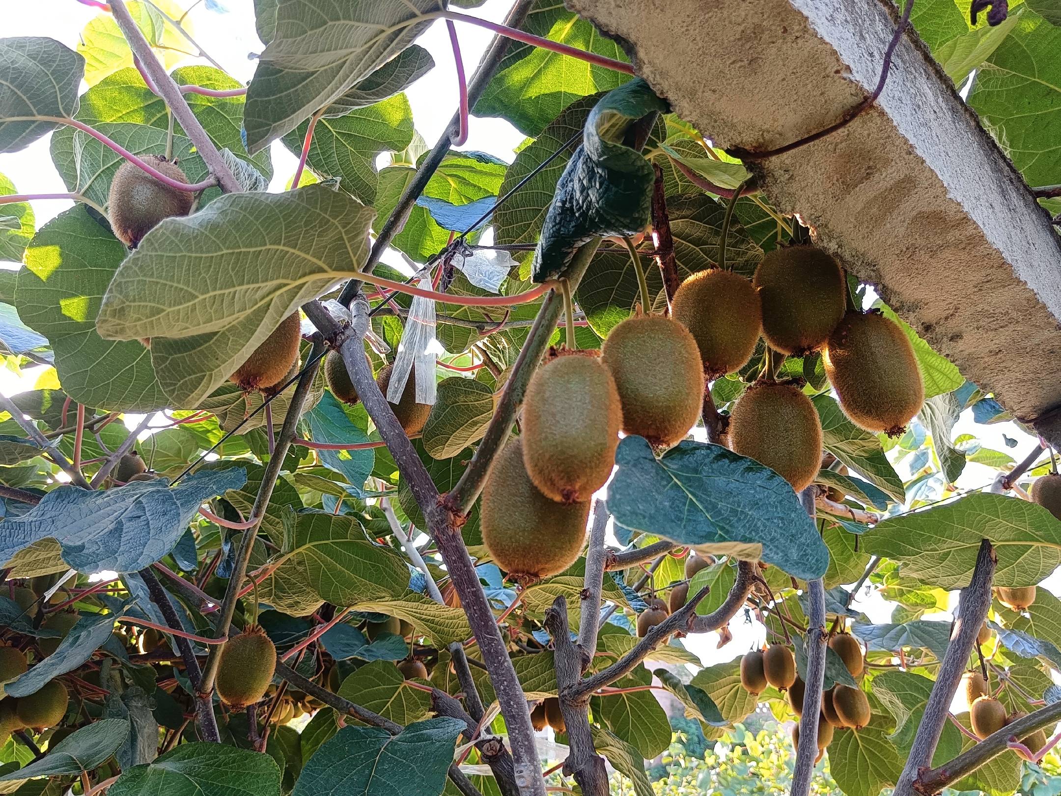海沃德猕猴桃果实特写展示