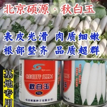 白玉萝卜种子北京硕源纯白皮白肉萝卜种子基地专用高品质