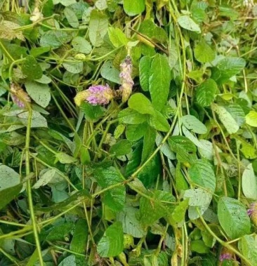 [五指毛桃批发]狸尾草,羊咩香,野生,干货价格32.80元/斤 - 一亩田