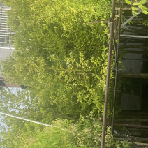 天竺桂，别名阴香6-12公分各种规格齐全，有需要来电咨询