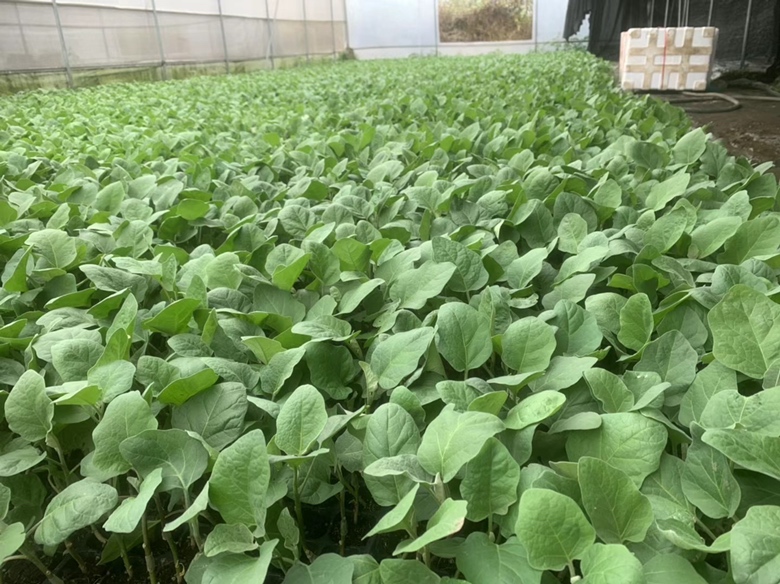 普罗旺斯番茄定植现场示意图