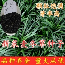 新采麦冬草种子多年生宽叶矮化