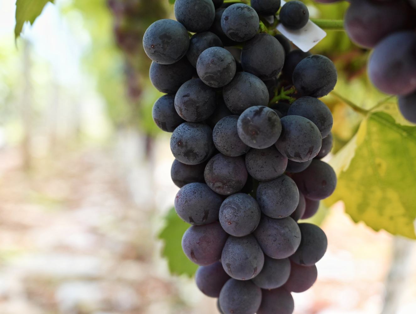 成熟的夏黑葡萄特写镜头