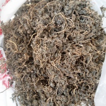 马齿笕