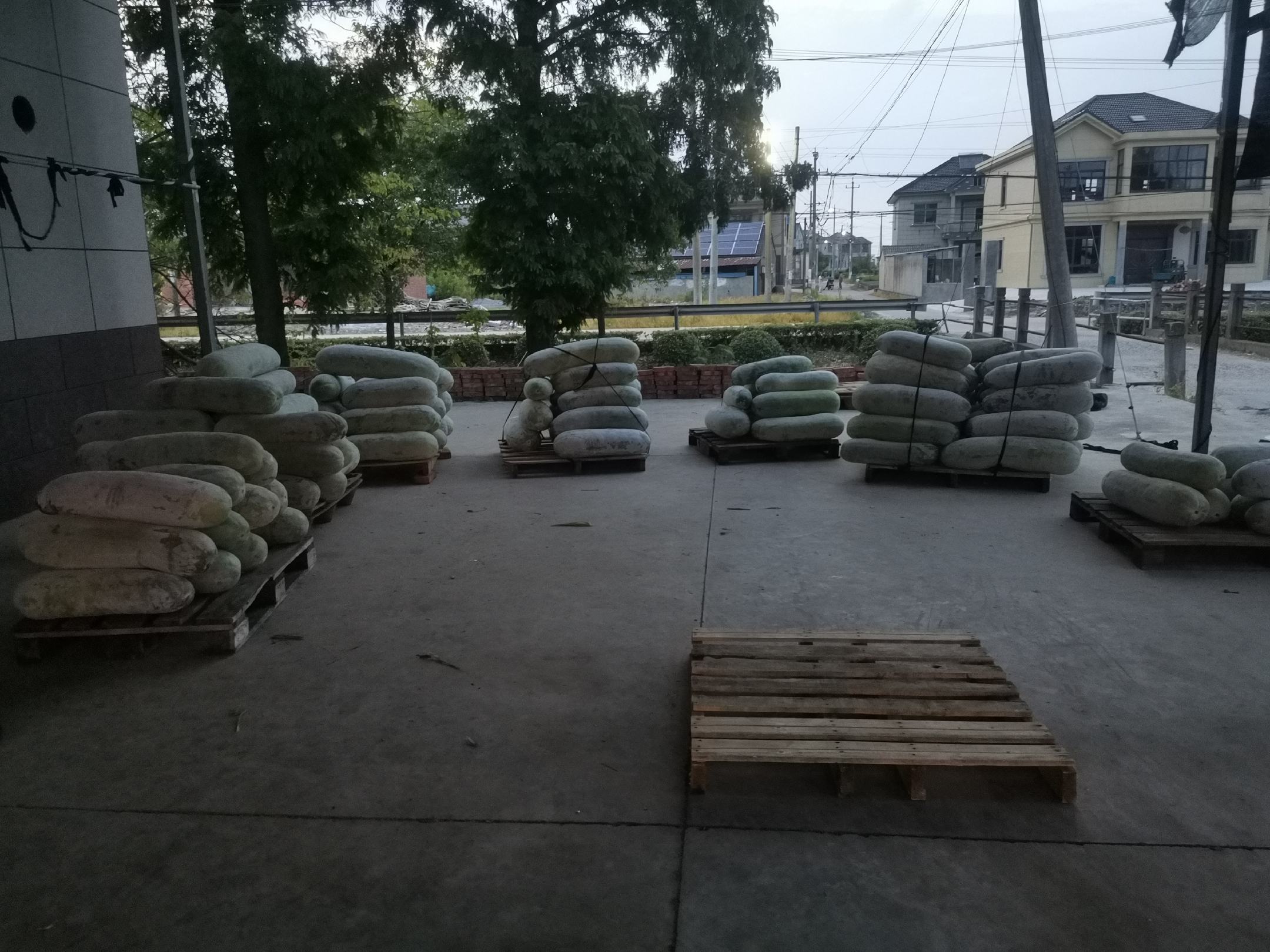 蜜本10号南瓜在现代化分拣包装车间场景