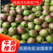 【优选】赵县新梨7号一手货源品质保证代发全国欢迎来电！