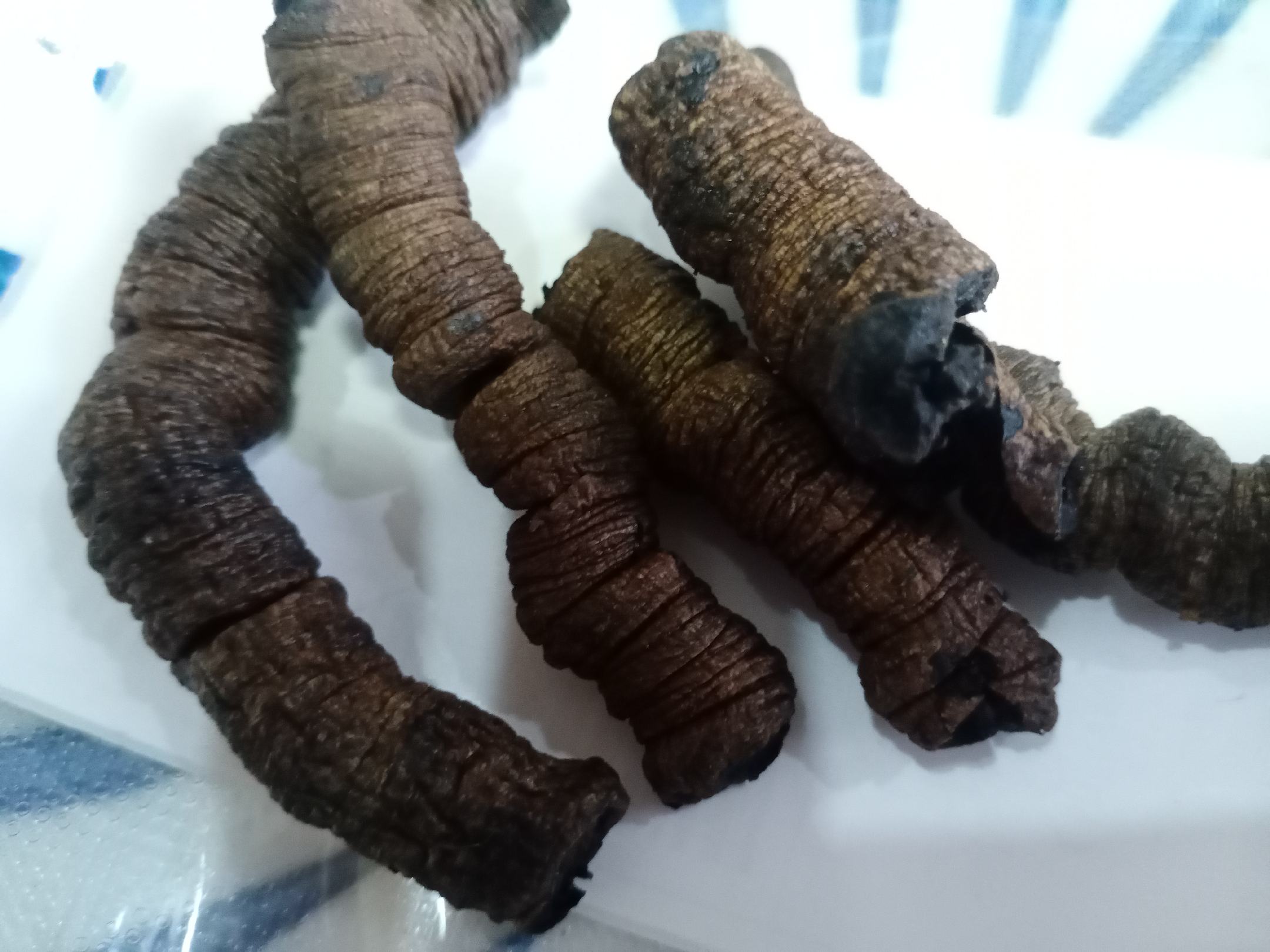 高清微距摄影:左侧为广东德庆产巴戟天断面,呈紫红色环状纹理,质地柔韧,可见明显‘菊花心’结构;右侧为河南温县九蒸九晒熟地黄,乌黑油润,表面泛蜡质光泽,断面细腻呈胶质状,无白心或干裂纹 德庆巴戟天与温县熟地黄原药材特写对比图