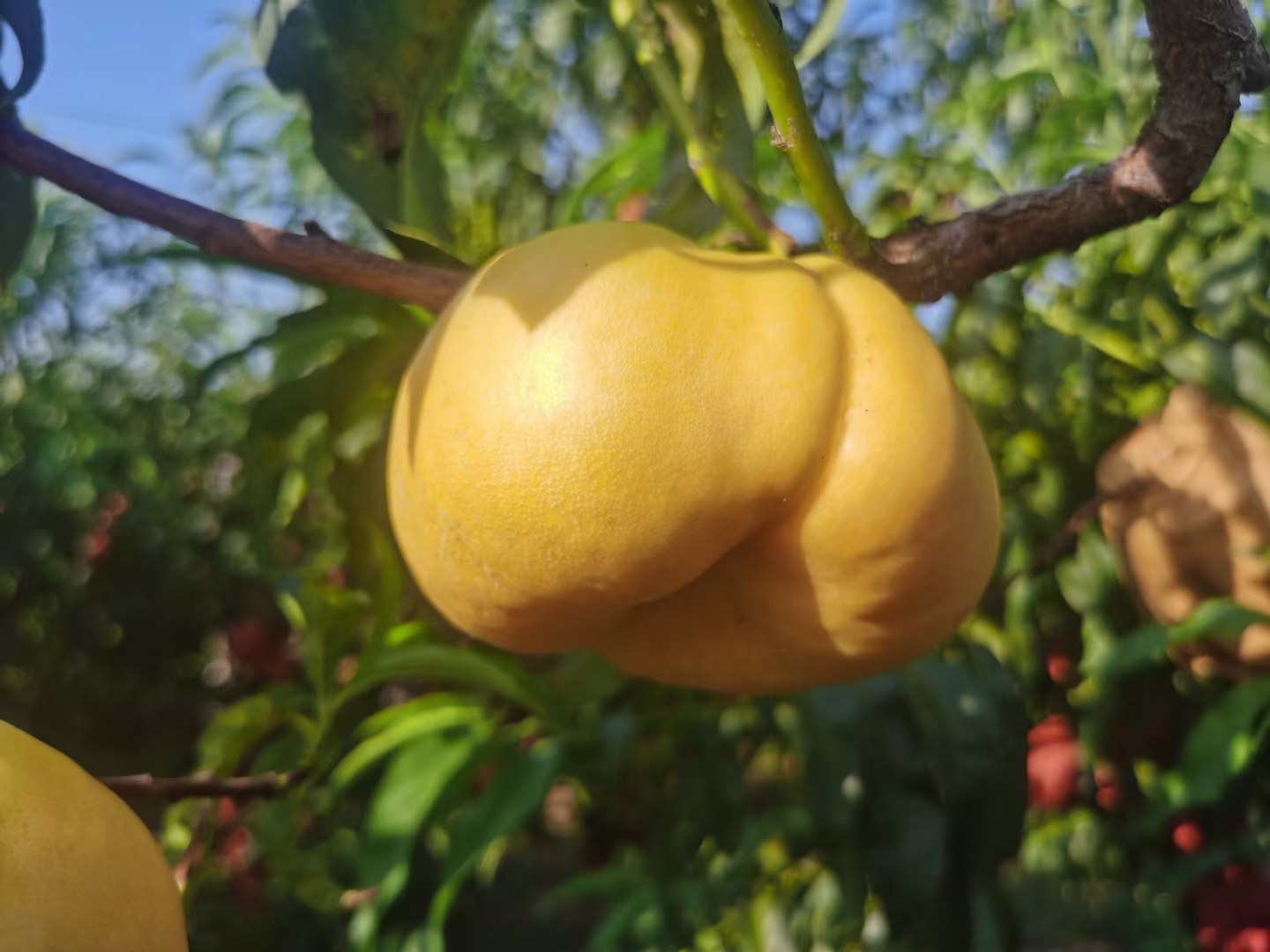 一片绿意盎然的蟠桃果园,树上挂满成熟的扁圆形蟠桃,果实表面覆盖细密绒毛,部分果皮呈红晕状,阳光透过树叶洒在果实上,背景为丘陵地形和蓝天 蟠桃果园全景图