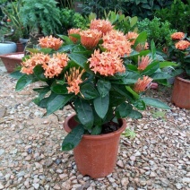 龙船花绣球花绿植花苗四季开花盆栽庭院阳台多年生木本植物花