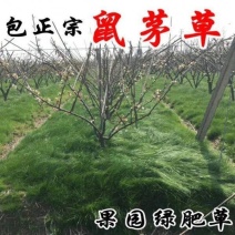 鼠茅草种子果园绿肥鼠茅草草种鼠尾茅草种子鼠毛草种籽草坪草