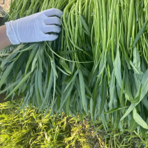 广东空心菜大量上市产地直发欢迎各位老板来抢购