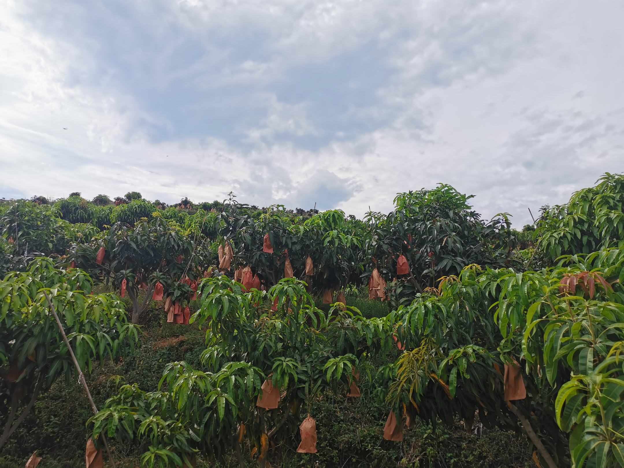 西昌高原芒果种植基地