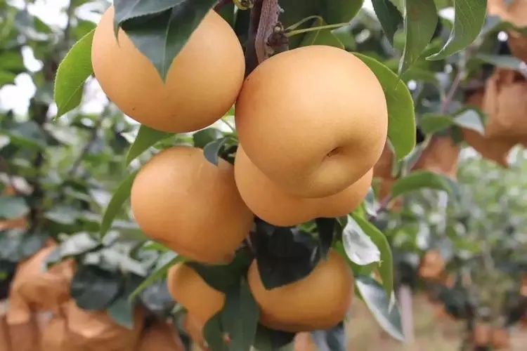 安梨果园实景图