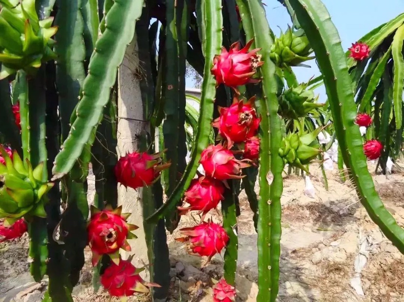 展示红心火龙果在自然阳光下生长的果园环境,果实挂枝,颜色红润 红心火龙果种植园实景图