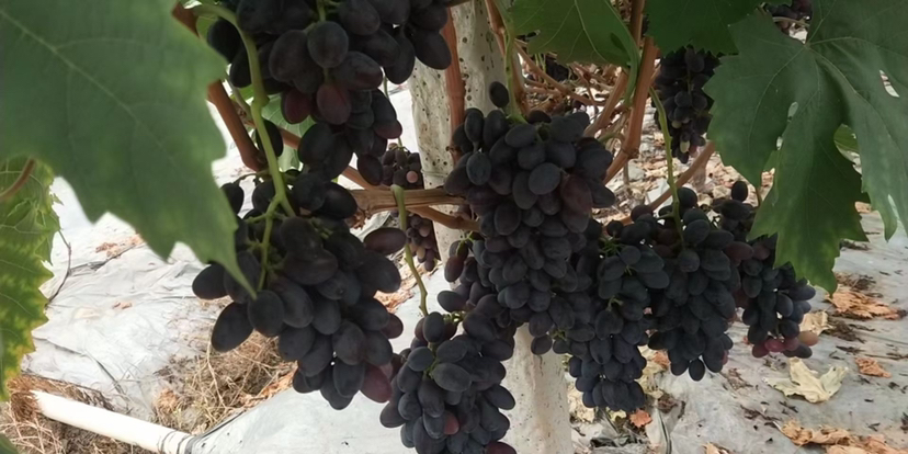 克伦生葡萄完整叶片正面特写