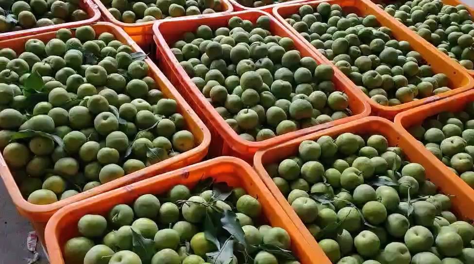 青脆李子采摘场景：戴草帽的果农正站在梯子上采摘，枝条低垂，满树青果累累，阳光透过叶片洒在果实上，地面散落几颗自然掉落的青李子