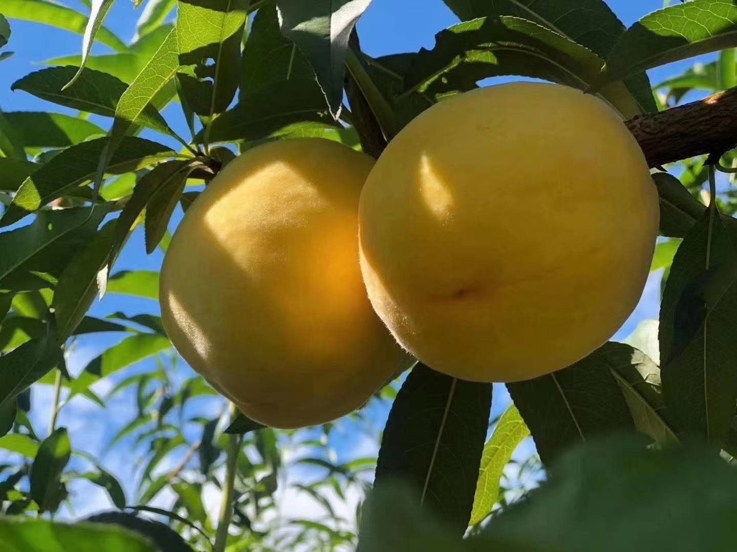 黄桃树上挂满成熟果实的特写