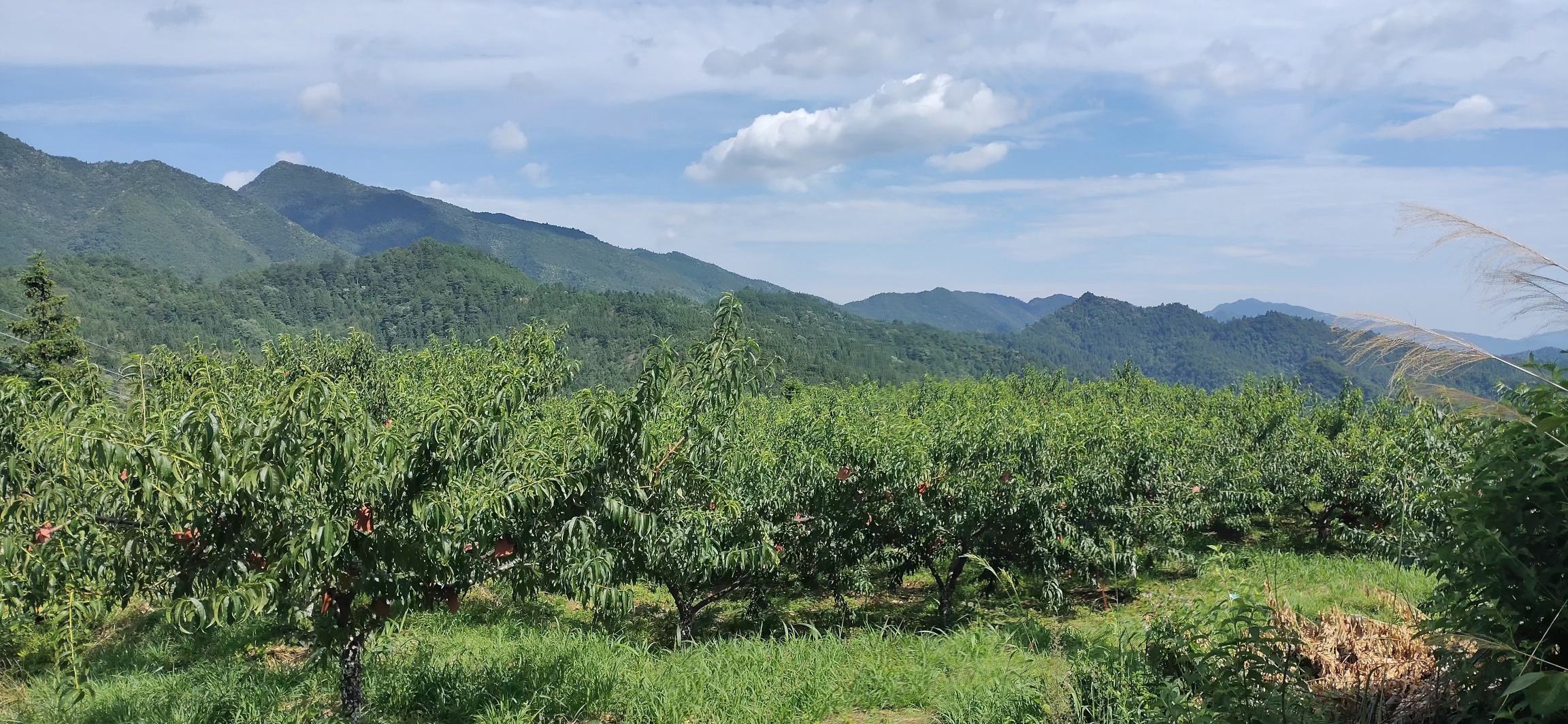 83黄桃果园实景