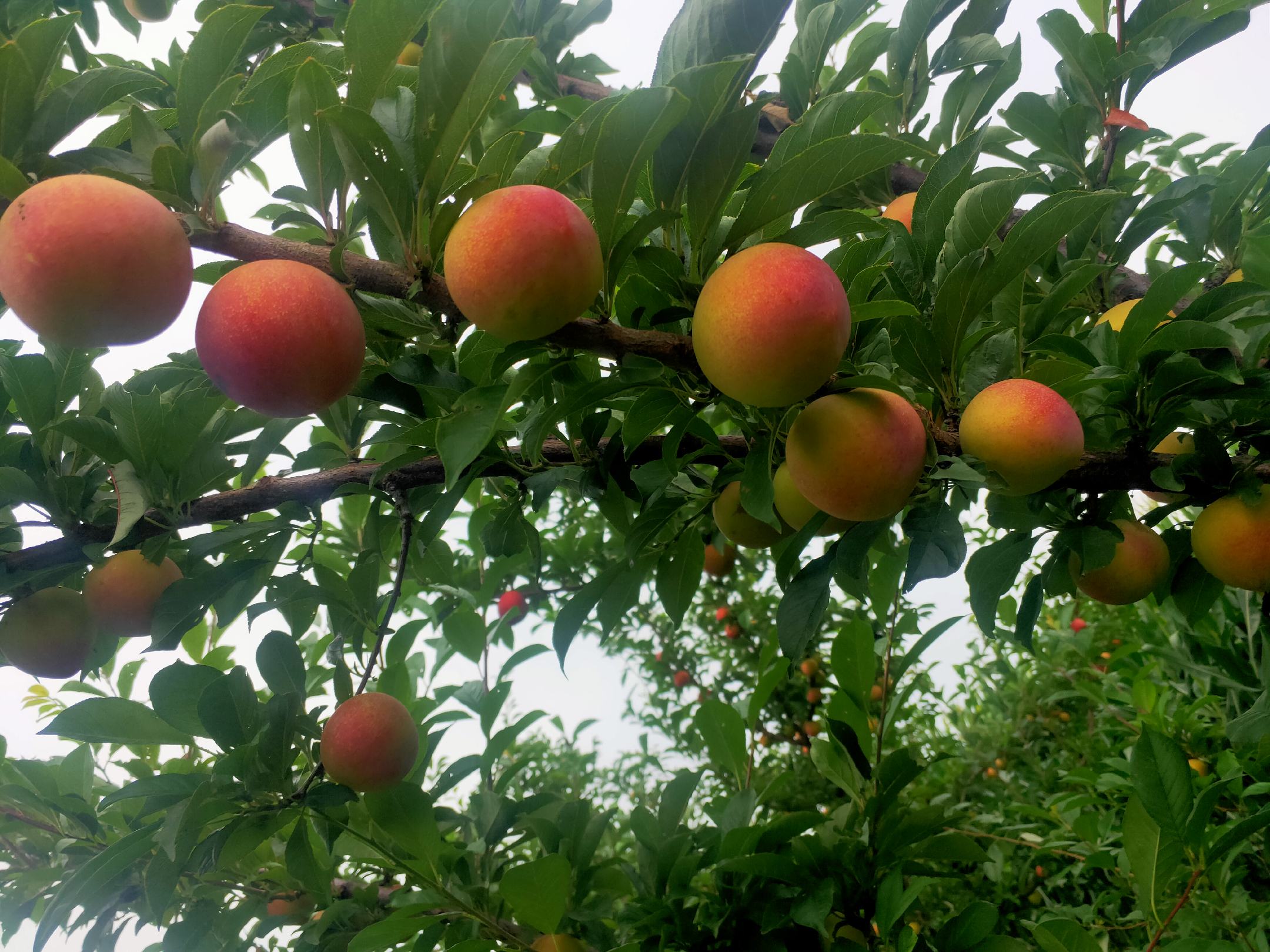 图示:横轴为日期(2月1日–4月30日),纵轴为生育阶段;蓝色柱状图为桃树(盛花期峰值在3月25日),红色柱状图为李树(盛花期峰值在4月2日);双箭头标注Δt=8天;背景标注四大主产区地理范围;数据来源:中国农科院郑州果树所2022年物候观测年报 桃与李物候期对比示意图