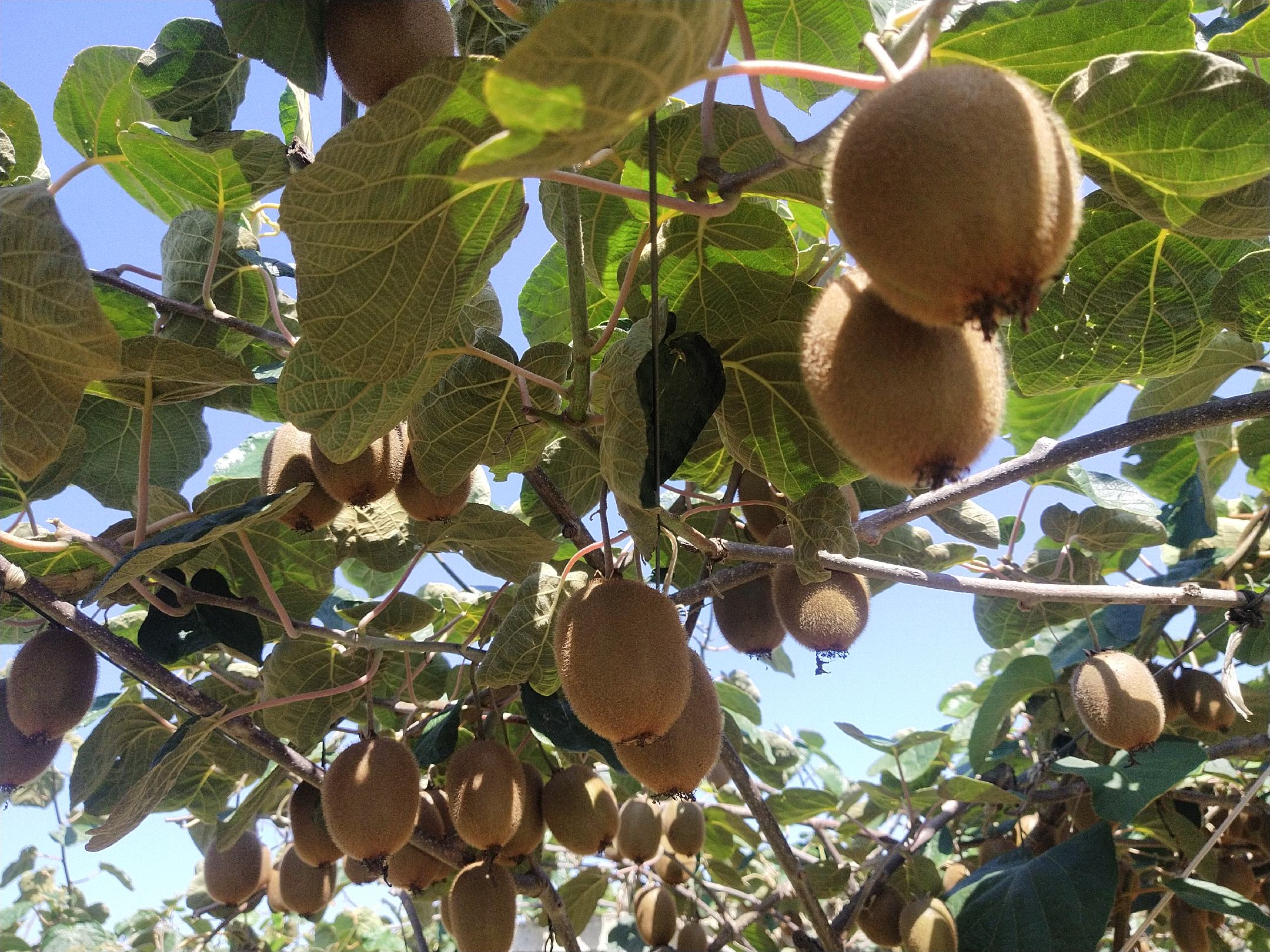 工人在果园中采摘海沃德猕猴桃