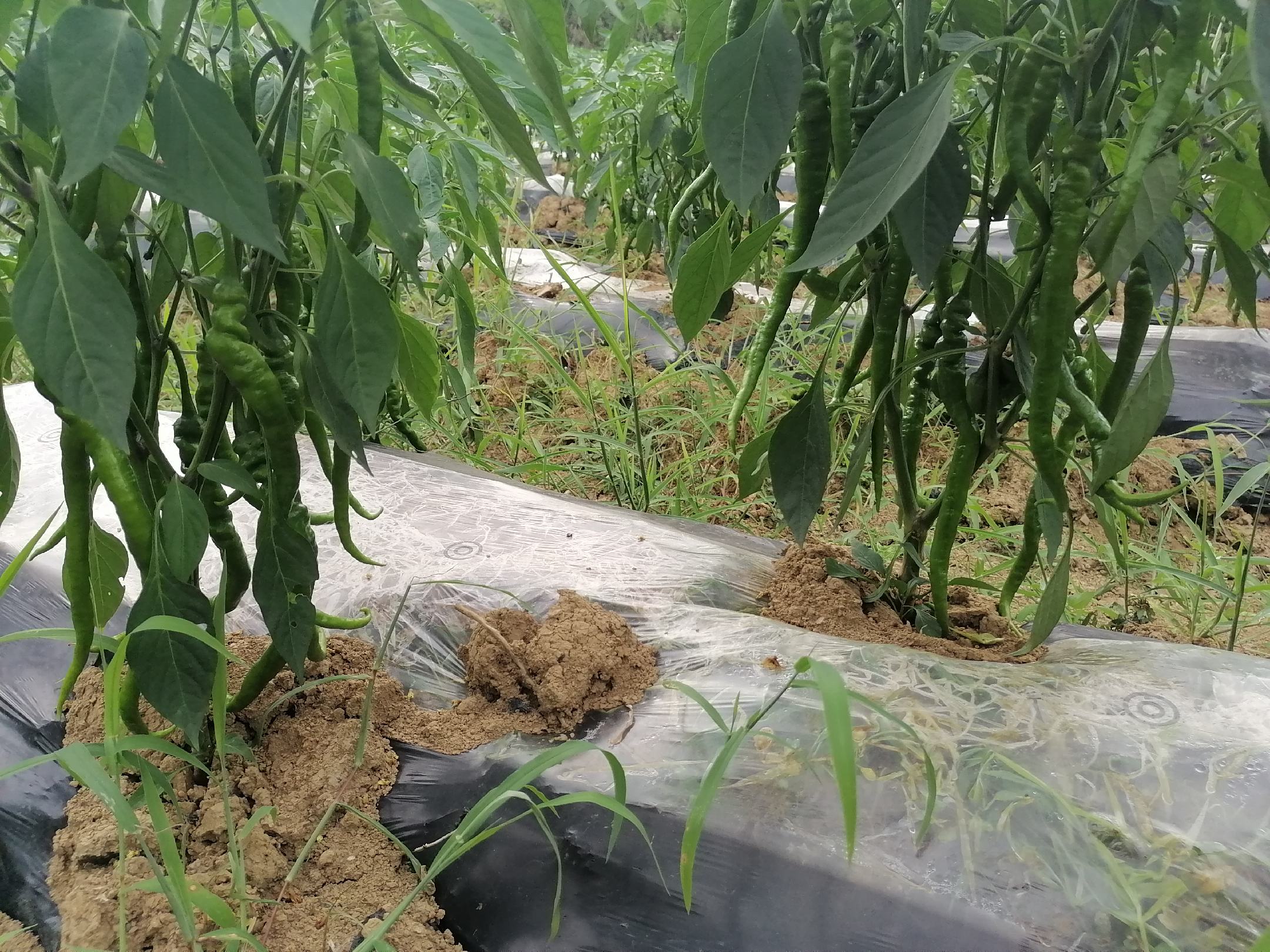 一窝蜂薄皮辣椒在田间生长状态,果实饱满,色泽鲜亮 一窝蜂薄皮辣椒植株与果实