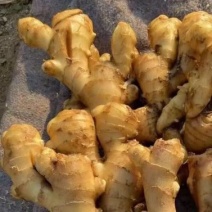 姜种批发，自家基地，货量稳定欢迎致电咨询