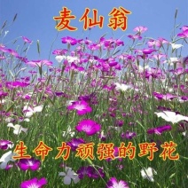 麦仙翁种子麦毒草花期长四季播种花坛花境庭院景观花卉种