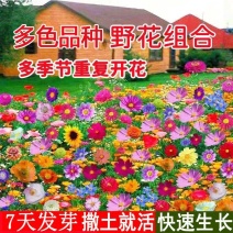 多年生野花组合种子四季花种子波斯菊格桑花种子四季易种花籽