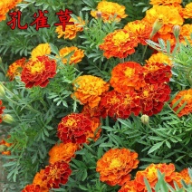 孔雀草花种子万寿菊花种四季易种阳台庭院盆栽百日草花草花卉
