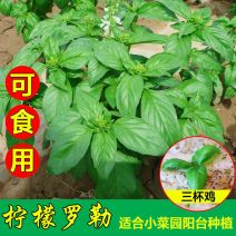 食用大叶罗勒种子九层塔金不换种籽防蚊植物庭院阳台盆栽蔬菜
