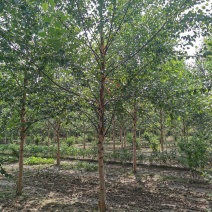 欧洲白桦丛生白桦临沂荣超园林大量供应5-20公分