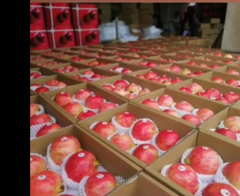 会理石榴分拣包装现场