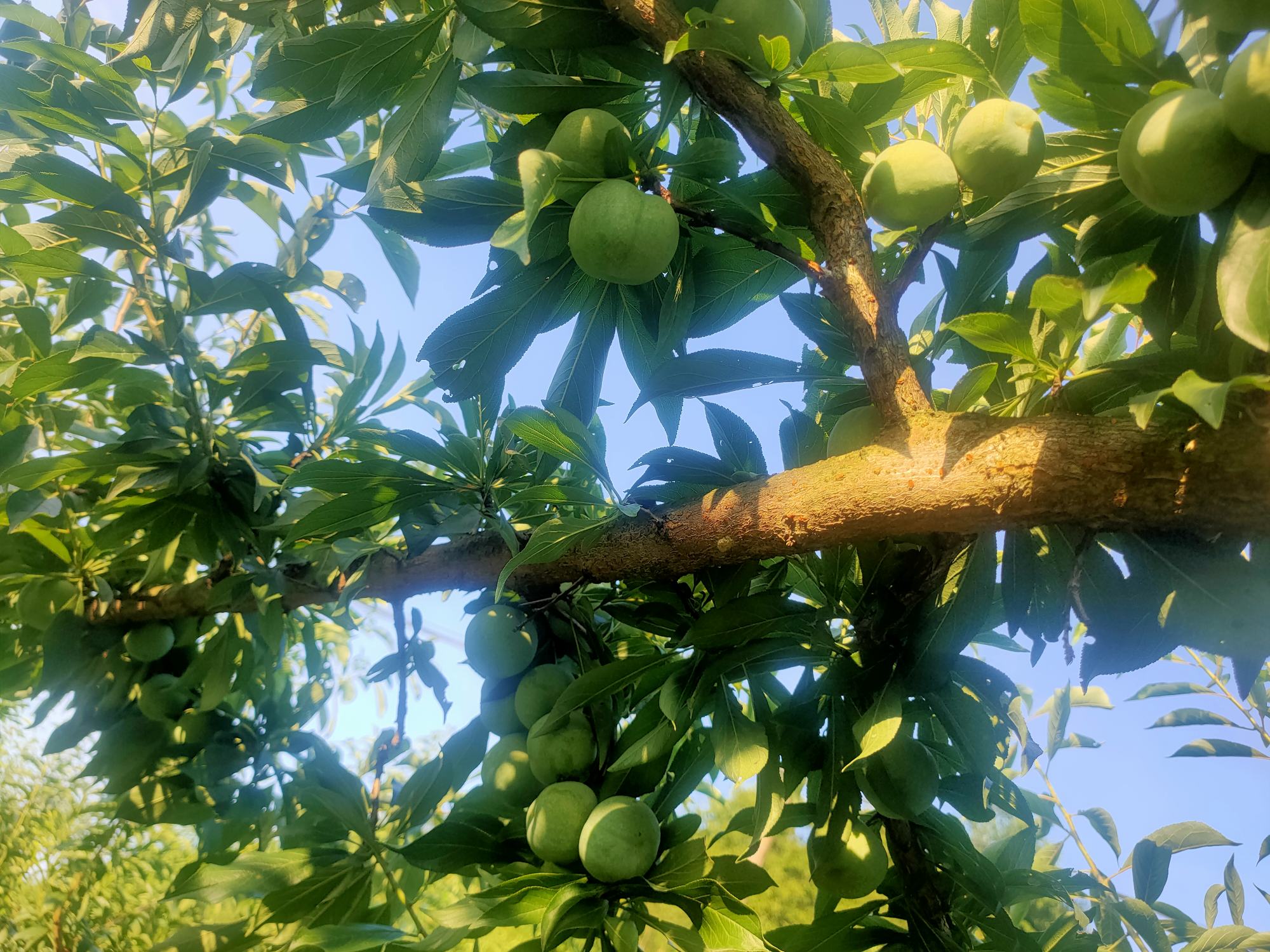 果园中成串成熟的青脆李子挂在绿叶之间,阳光透过树叶洒在果实上,呈现出晶莹剔透的质感,部分李子表面带有自然果粉,展示其新鲜采摘的状态 青脆李子挂满枝头特写