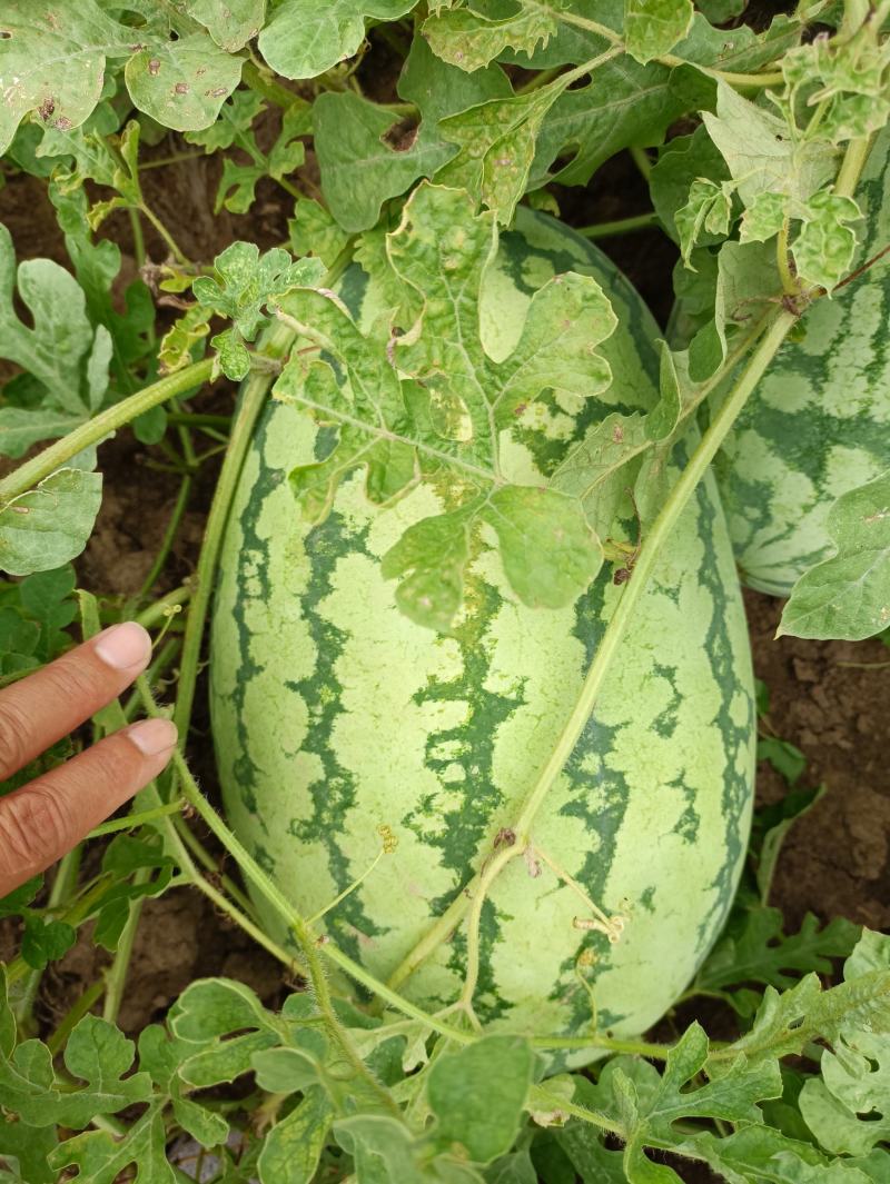 [金城5号西瓜批发]金城5号价格0.60元/斤 - 一亩田