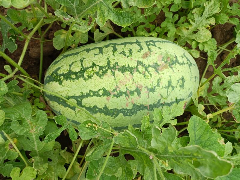 [金城5号西瓜批发]金城5号价格0.60元/斤 - 一亩田