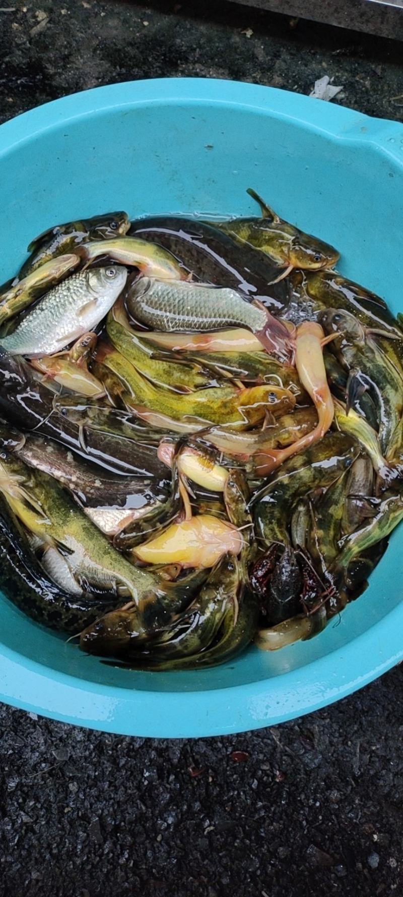 [花骨鱼批发]黄骨鱼,当天晚上抓,当天发货,保证质量,谢谢.价格25.