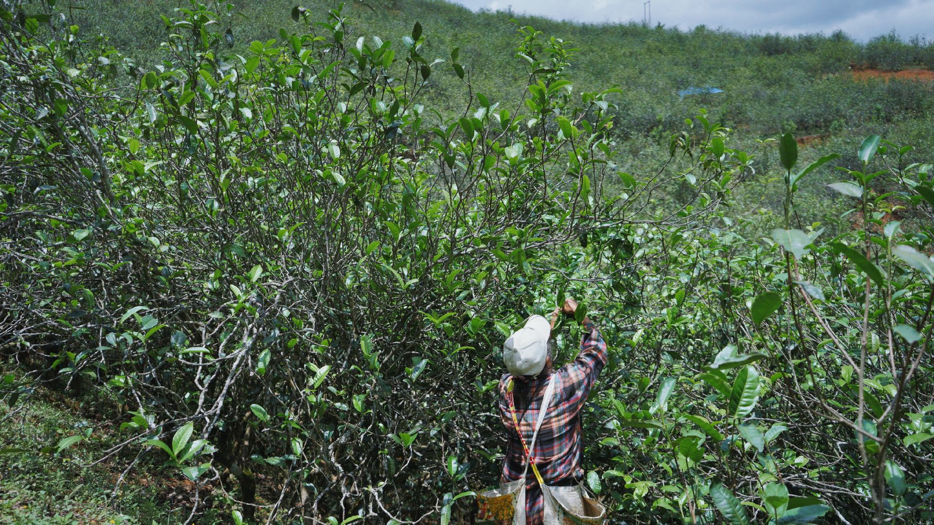 茶园中使用除草不伤茶树的除草剂